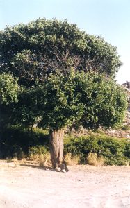                     Choiromandres. Carob-tree Ceratonia silica)                